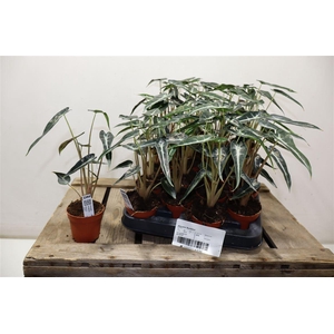 arr8 Aloc X Amazonica