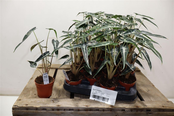 <h4>arr8 Aloc X Amazonica</h4>