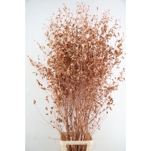 Betula met Blad Copper