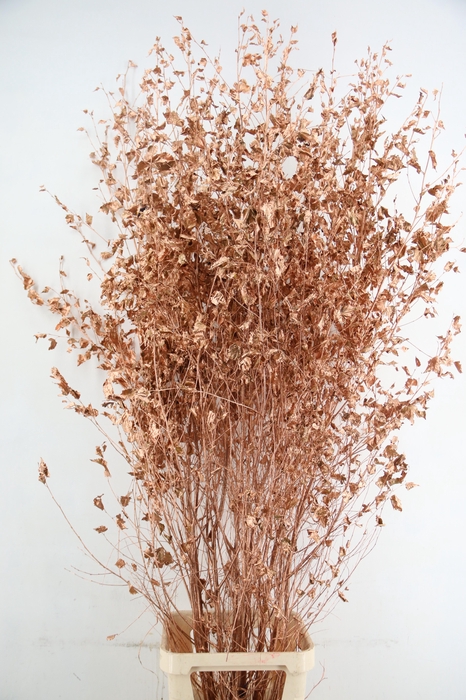 <h4>Betula met Blad Copper</h4>