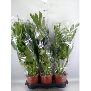 Philodendron   ...