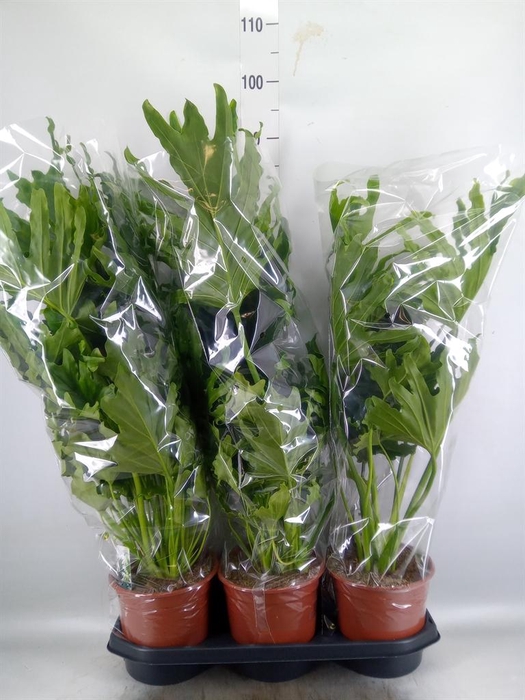 <h4>Philodendron   ...</h4>
