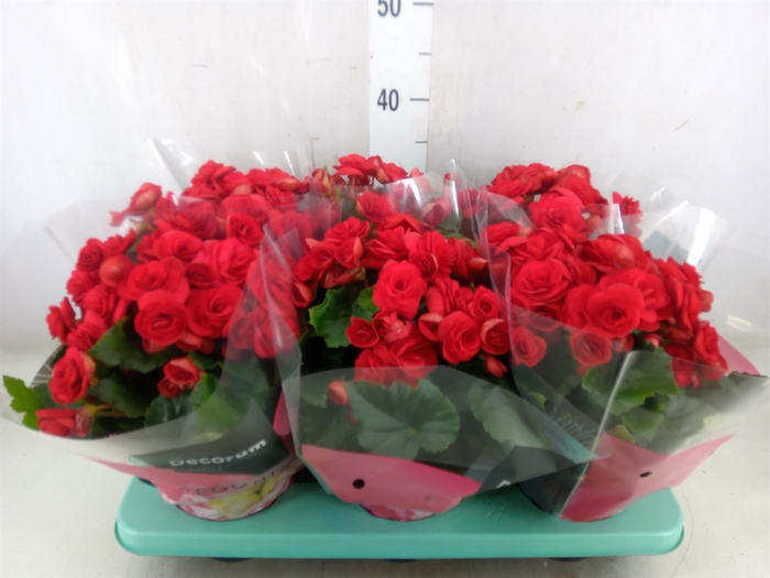 <h4>Begonia elat. DU 'Baladin'</h4>