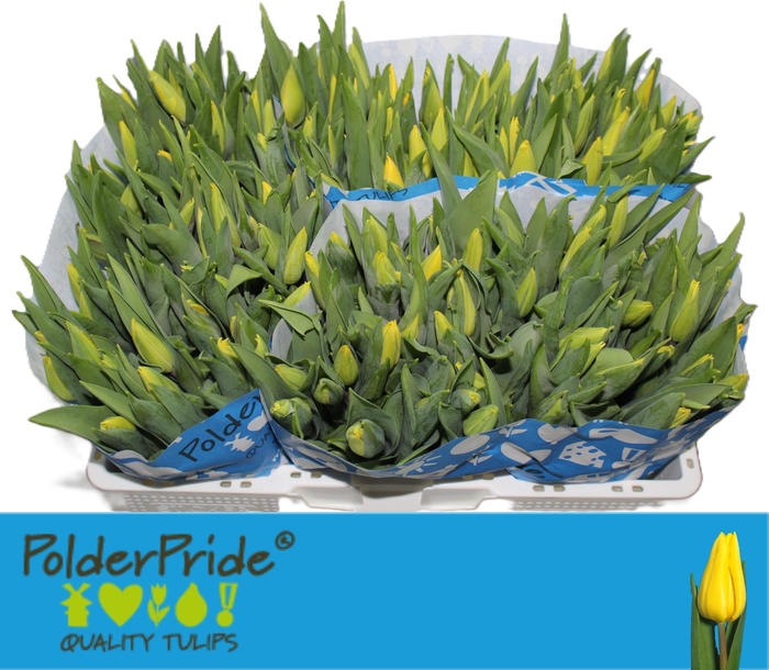 <h4>TU EN STRONG GOLD</h4>