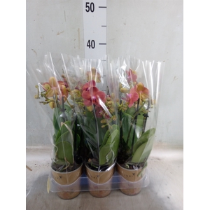 Phalaenopsis multi.   ...red