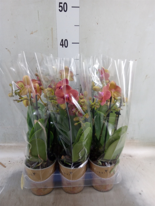 <h4>Phalaenopsis multi.   ...red</h4>