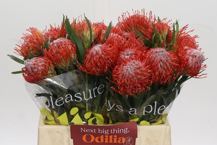 <h4>Nutans Tango</h4>