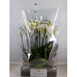 Phalaenopsis   ...white