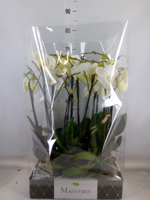 <h4>Phalaenopsis   ...white</h4>