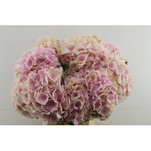 Hydr M Verena Pink 65-21