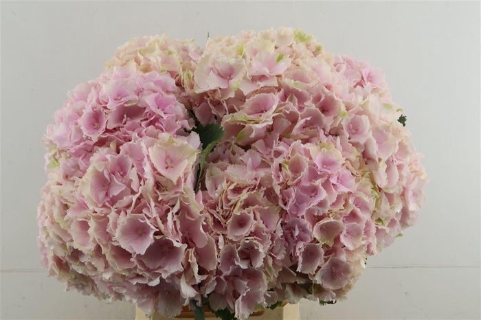 <h4>Hydr M Verena Pink 65-21</h4>