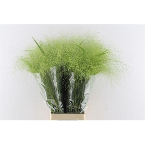 Panicum Fountain