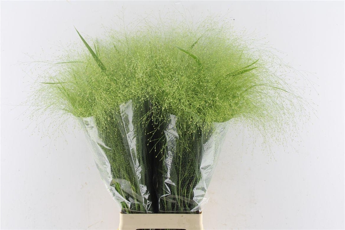 <h4>Panicum Fountain</h4>