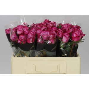Rosa Gr Deep Purple