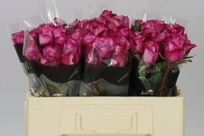<h4>Rosa Gr Deep Purple</h4>
