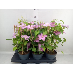 Clematis  'Boulevard'   ...