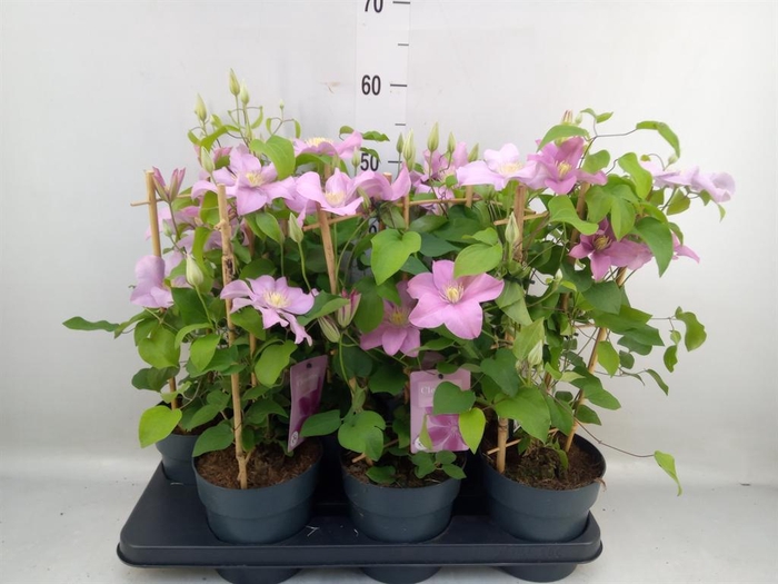 <h4>Clematis  'Boulevard'   ...</h4>