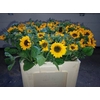Helianthus An Sonja