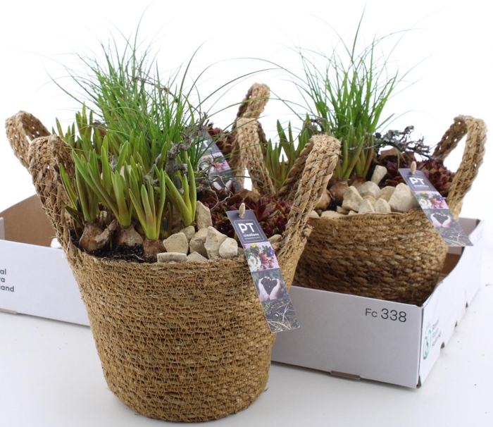 <h4>ARR PL IN SCHAAL</h4>