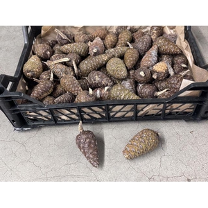 Y ARR DENNENAPPELS NATUREL