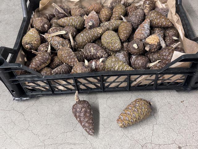 <h4>Y ARR DENNENAPPELS NATUREL</h4>