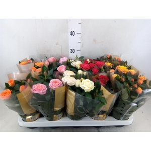 Rosa  'Kordana Grande'   ...mix