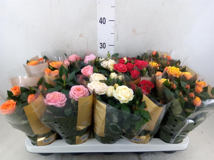 <h4>Rosa  'Kordana Grande'   ...mix</h4>