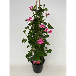 Pelargonium Peltatum roze pir