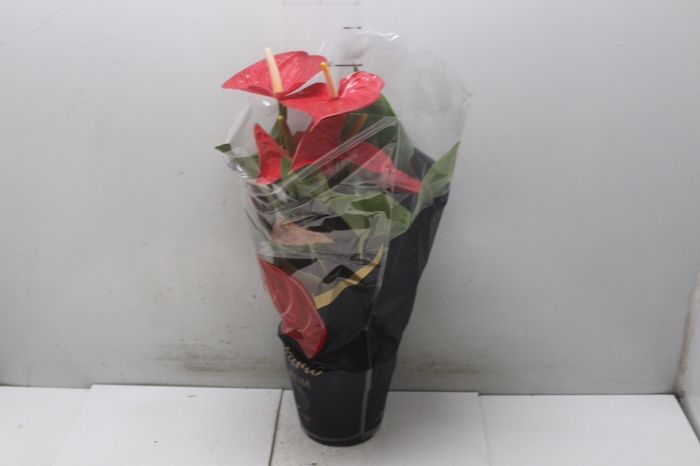 <h4>ANTHURIUM MICHIGAN P17 PREMIUM</h4>