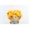 Dried Silk Worms Extra Orange Bunch