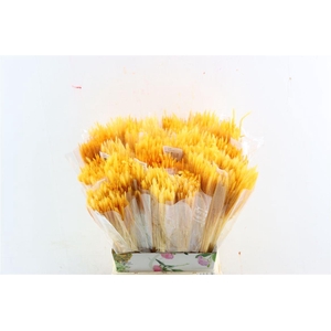 Dried Silk Worms Extra Orange Bunch