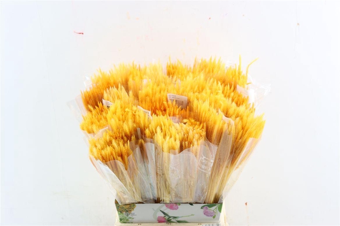 <h4>Dried Silk Worms Extra Orange Bunch</h4>