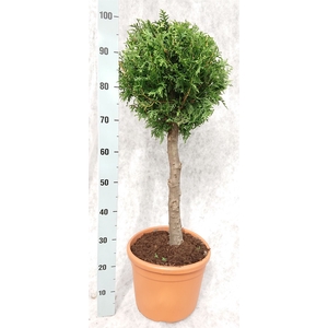Thuja occid. 'Brabant'