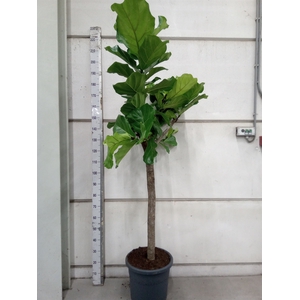 Ficus lyrata