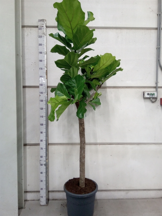 <h4>Ficus lyrata</h4>