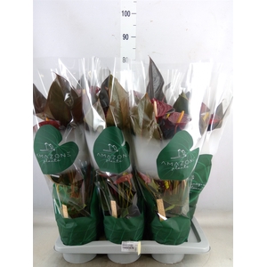 Anthurium andr. 'Delicata'