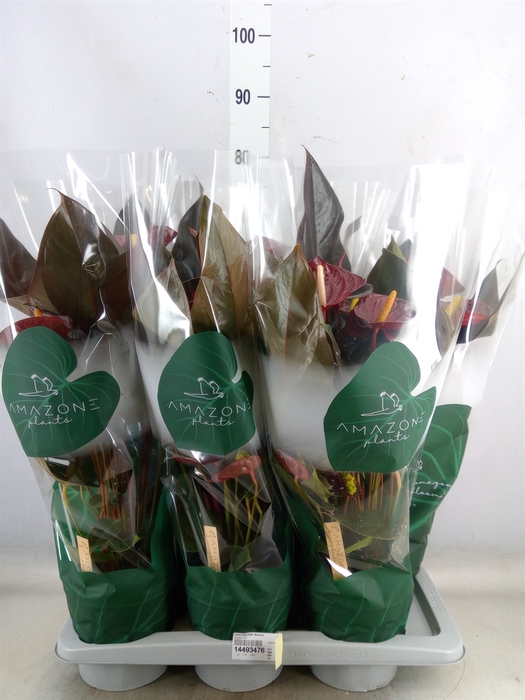 <h4>Anthurium andr. 'Delicata'</h4>