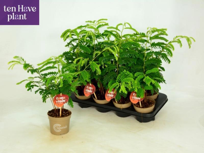 <h4>TAMARINDUS INDICA</h4>