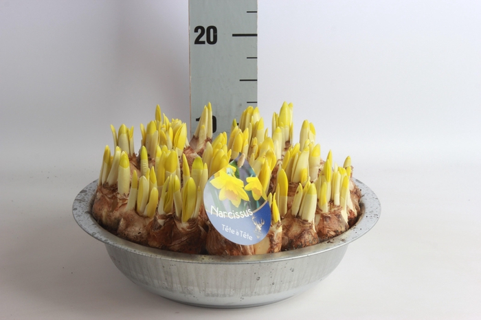 <h4>ARR N TETE A TETE</h4>