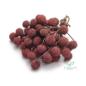 PLATAAN BALL PEARL BLUSH