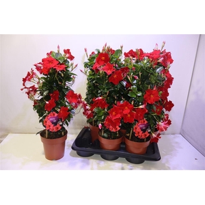 Mande Di Topaze Verm