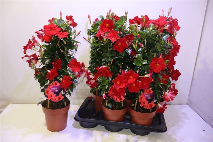 <h4>Mande Di Topaze Verm</h4>