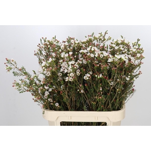 Chamelaucium Moonlight Delight