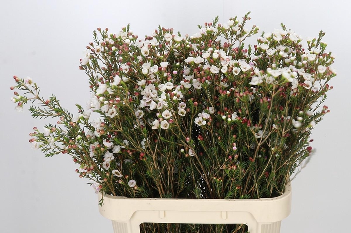 <h4>Chamelaucium Moonlight Delight</h4>
