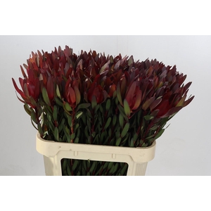 Leucadendron Saf Sunset Dark R.