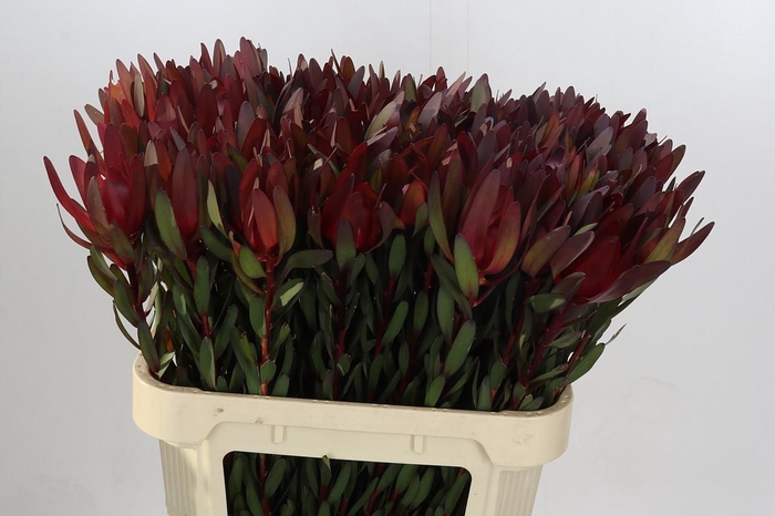 <h4>Leucadendron Saf Sunset Dark R.</h4>