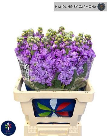 <h4>Matth Iron Blue (it.)</h4>