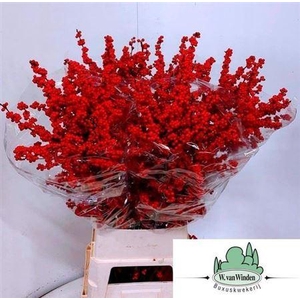 Ilex Mag Amarant 120cm