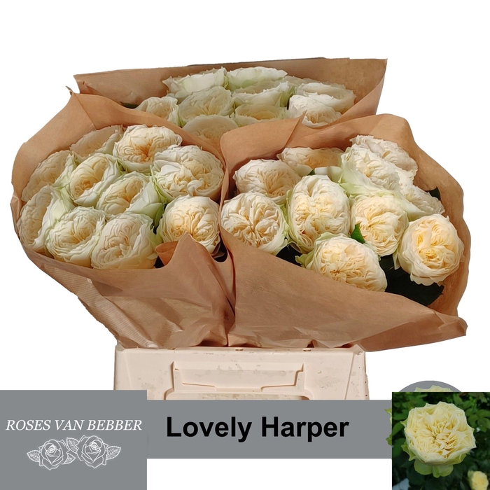 <h4>R GR LOVELY HARPER!</h4>