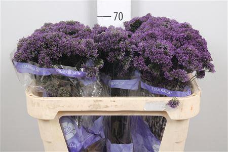 <h4>Trach Lake Michigan Purple</h4>